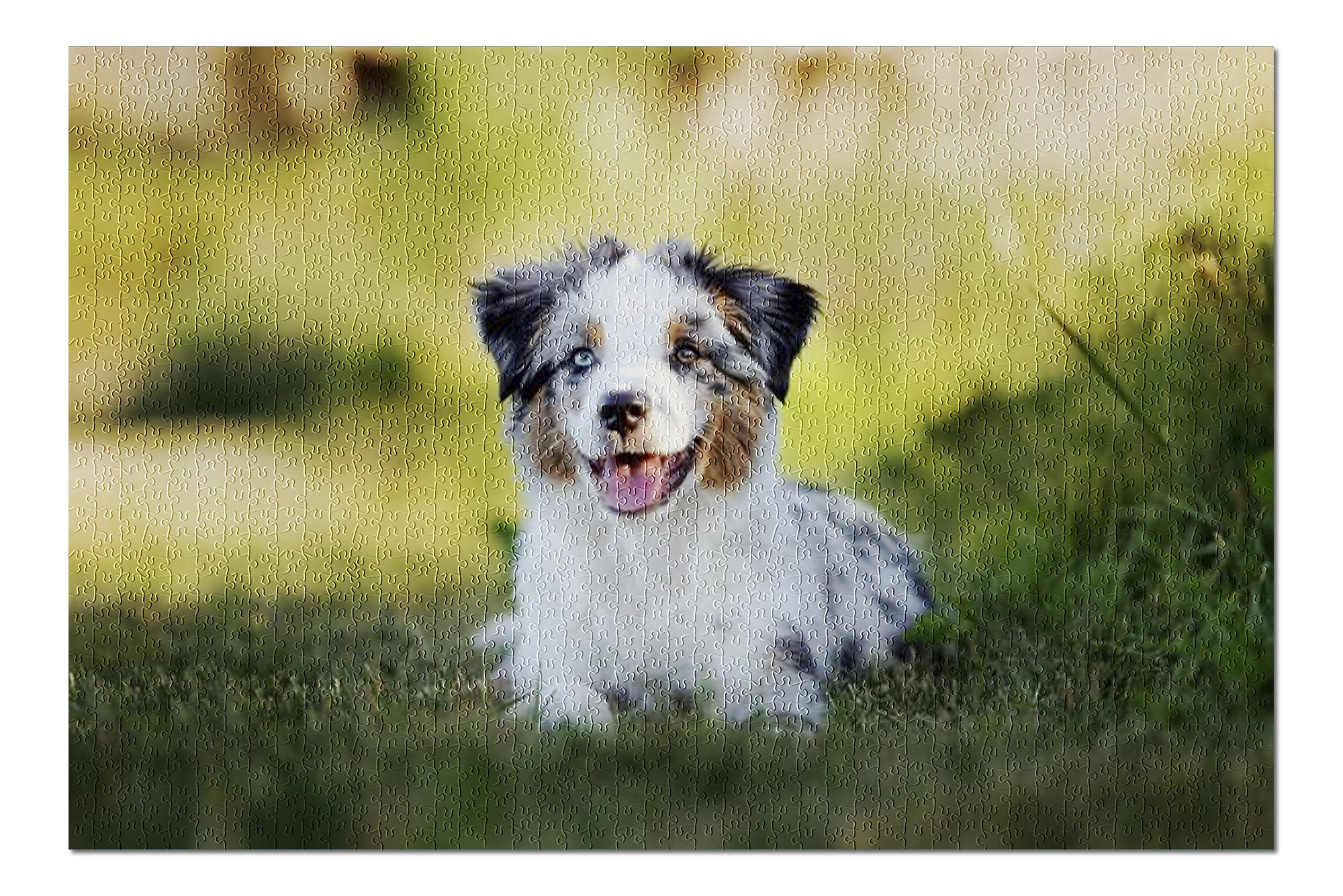 Australian Shepherd Dogs 500 Piece Jigsaw Puzzle Jigsaw Puzzles for Child Adults Home Decor Puzzles for Adults 500 Piece 