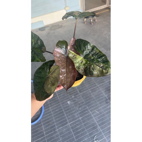 (EPUG-62)Root in moss 3  leaves - Alocasia 'Serendipity' Variegated Rare Plant- Get Similar