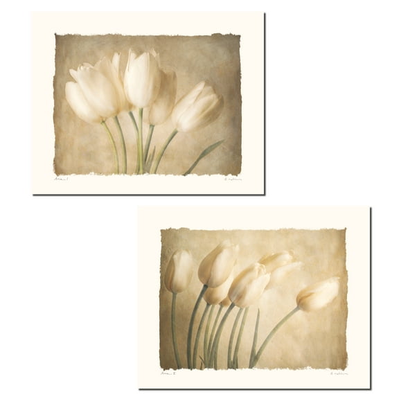 Aria I Lovely, Classic Cream Tulip Set; Two 10X8 Poster Prints