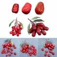 thumbnail image 2 of YongCo Reddates Soft and Realistic Jujube Artificial Fake Jujube Lovely Dried Nut Model Jewelry for and Photo, 2 of 20