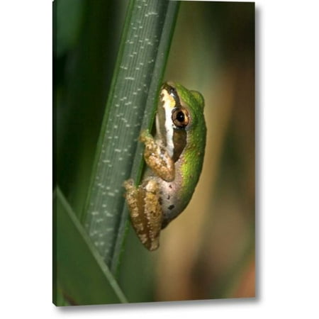 Ebern Designs 'CA, San Diego, Mission Trails Green Tree Frog' Photographic Print on Wrapped