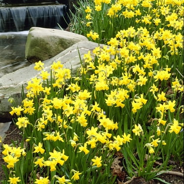 Van Zyverden Daffodils Tete A Tete Set of 6 Bulbs Yellow Partial Sun Perennial Fragrant 1 lb