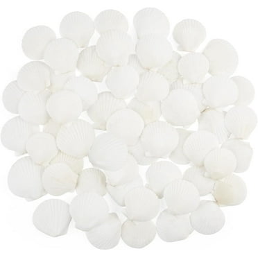 Triani 250g Scallop Shells for Crafts 2-3 Inches White Large Natural Seashells for Crafts Wedding Decor Beach Theme Party Fish Tank and Vase Filler