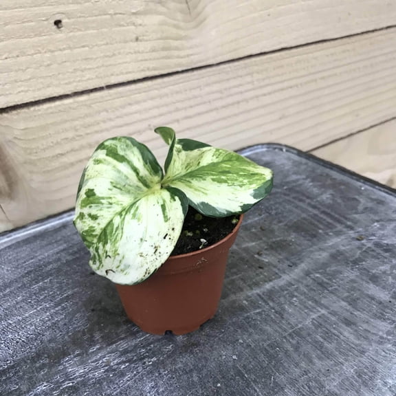 Pothos Manjula, 2" Plant, The Plant Farm