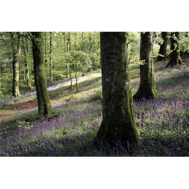Posterazzi DPI1853335 Woods in Spring Clara Vale - Clara Vale County Wicklow Ireland Poster Print, 19 x 12