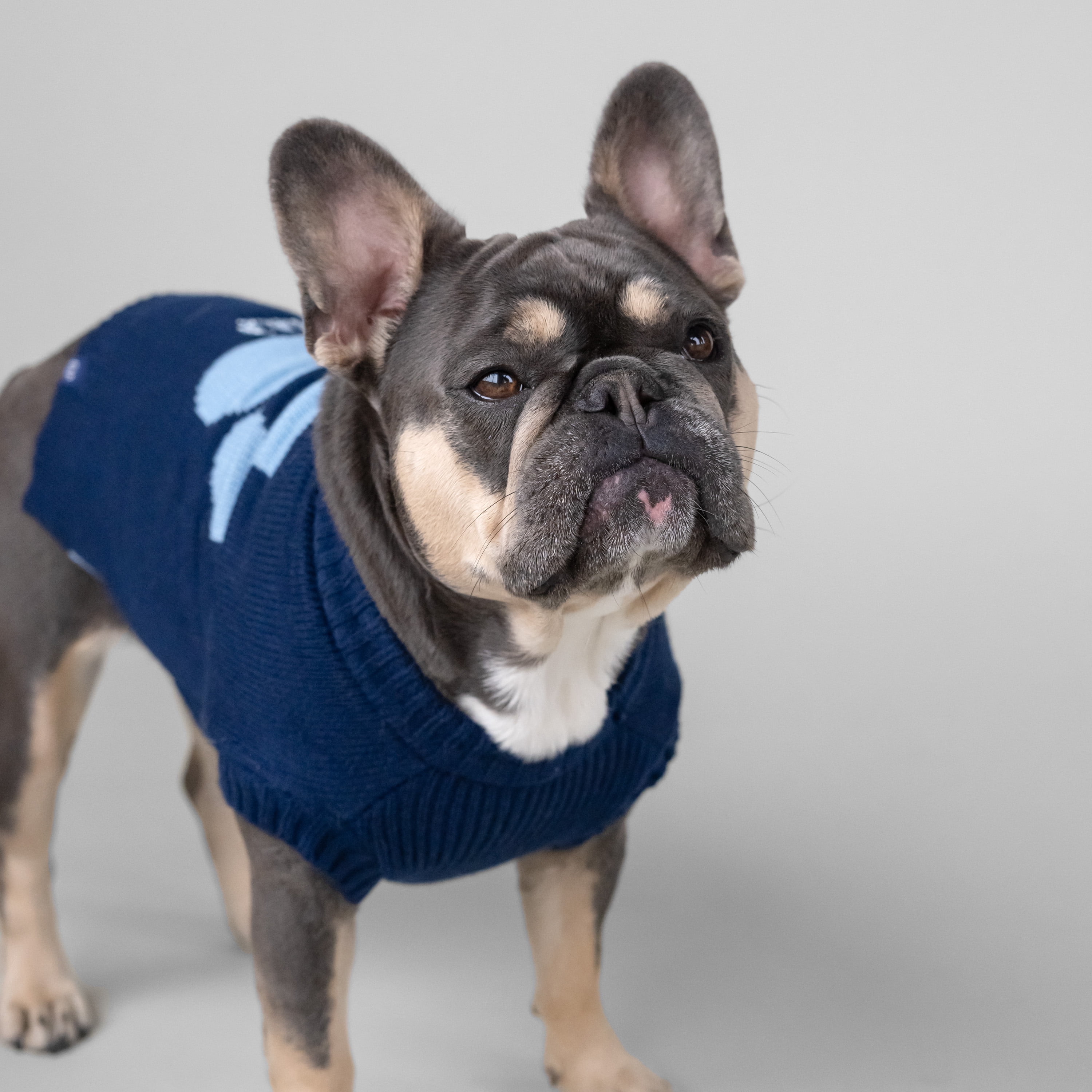 gap cat sweater