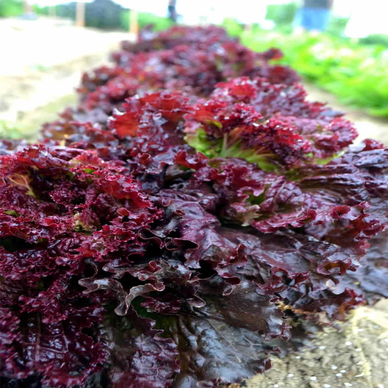 Red leaf 100 紫生菜 LETTUCE Chinese dry seeds organic Purple Vegetable Garden 