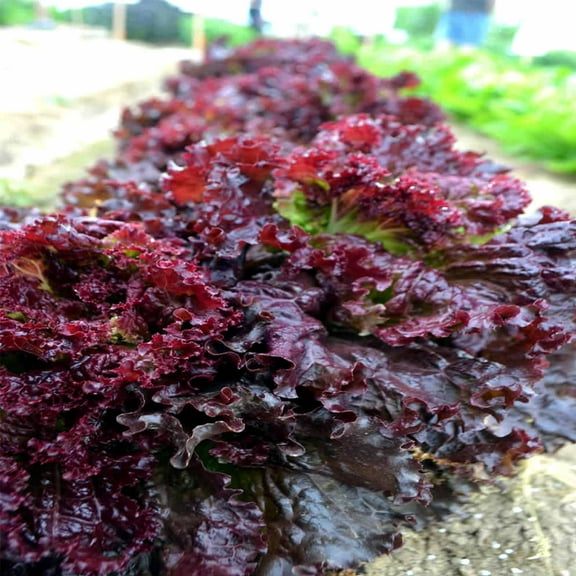 Leaf Lettuce Garden Seeds - Ruby Red - 1 Oz - Non-GMO, Heirloom Vegetable Gardening & Salad Greens Microgreens Seed