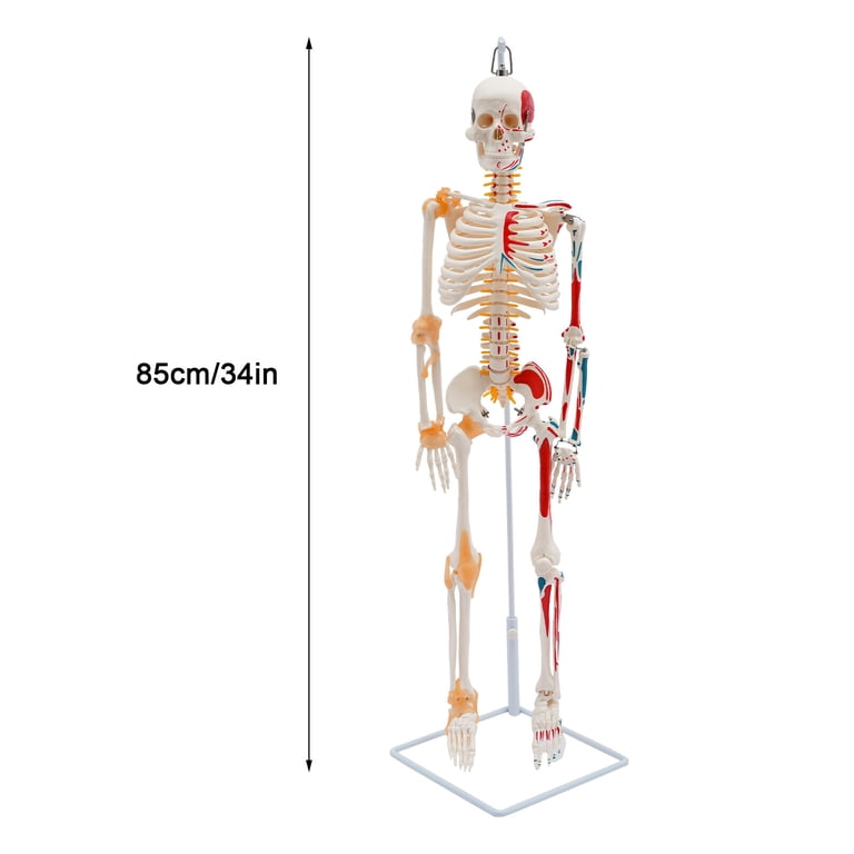 Human Skeleton Model 34 inch with Ligaments & Spinal Nerves
