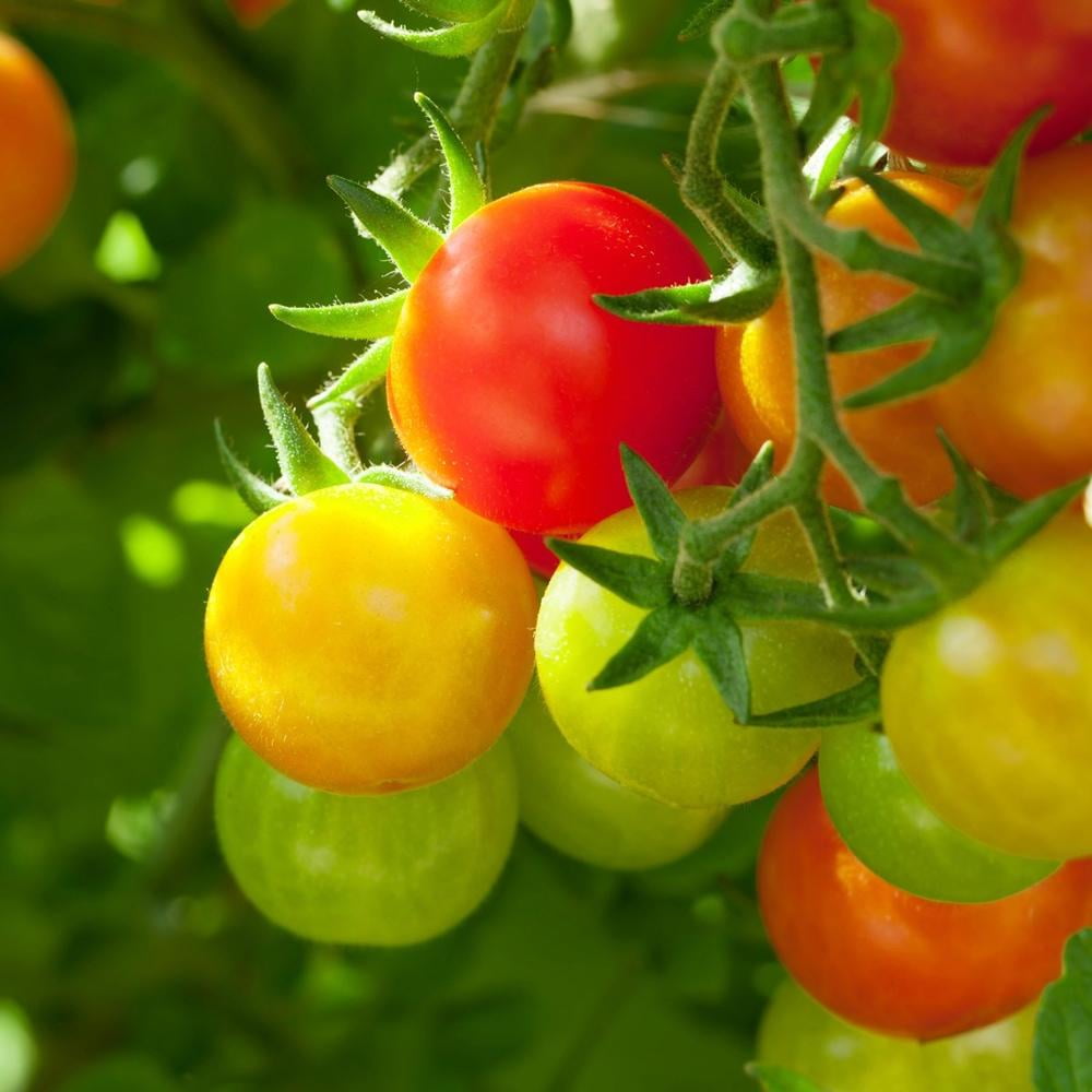 The Old Farmer's Almanac Organic Tomato & Vegetable Plant Food (Case of 8 Bags)