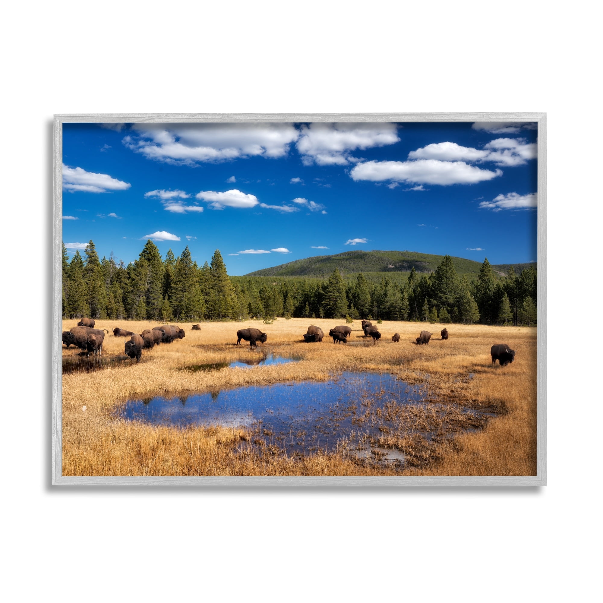 Stupell Industries Bison Grazing Clear Sky Pasture Landscape Photography Gray Framed Art Print Wall Art