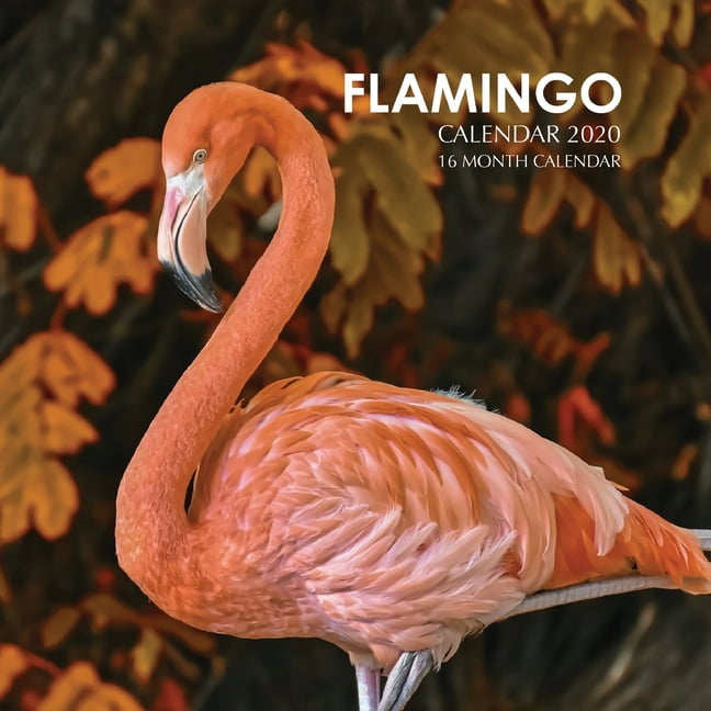 Flamingo Calendar 2020 : 16 Month Calendar (Paperback) - Walmart.com