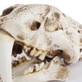 thumbnail image 3 of Resin Skull Decor Creative  Saber Tooth Tiger Skulls Model Gothic Style Statue Gift Anatomical for Party Halloween, 3 of 6