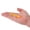 Citrus Punch, variant on Berkley PowerBait® Rib Worm, 4 in, Worms, Oyster Shell (10 Count)