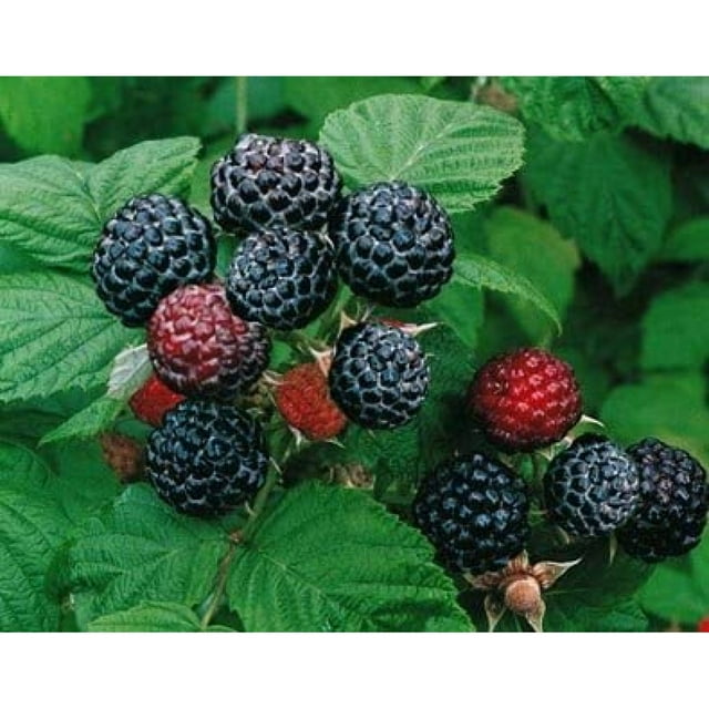 2 Jewel Black Raspberry Plant Everbearing All Natural Grown