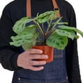 thumbnail image 6 of House Plant 4-MARANTA-LEUCONEURA Maranta Leuconeura Plant in 4 in. Pot, 6 of 9
