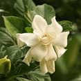 thumbnail image 3 of Frostproof Cape Jasmine Plant Live, Arabian Jasmine Plant Starter 4-8'' Tall, 3 of 6