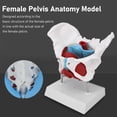 thumbnail image 3 of Female Pelvis Anatomy Model, High Simulation Colored Female Pelvis Model Clear Structure  for Demonstration for Auxiliary Teaching, 3 of 8