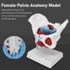 thumbnail image 3 of Modelo De Anatomía De Pelvis Femenina, Modelo De Pelvis Femenina De Color De Estructura Clara De Alta Simulación Para Enseñanza Clínica, 3 of 7