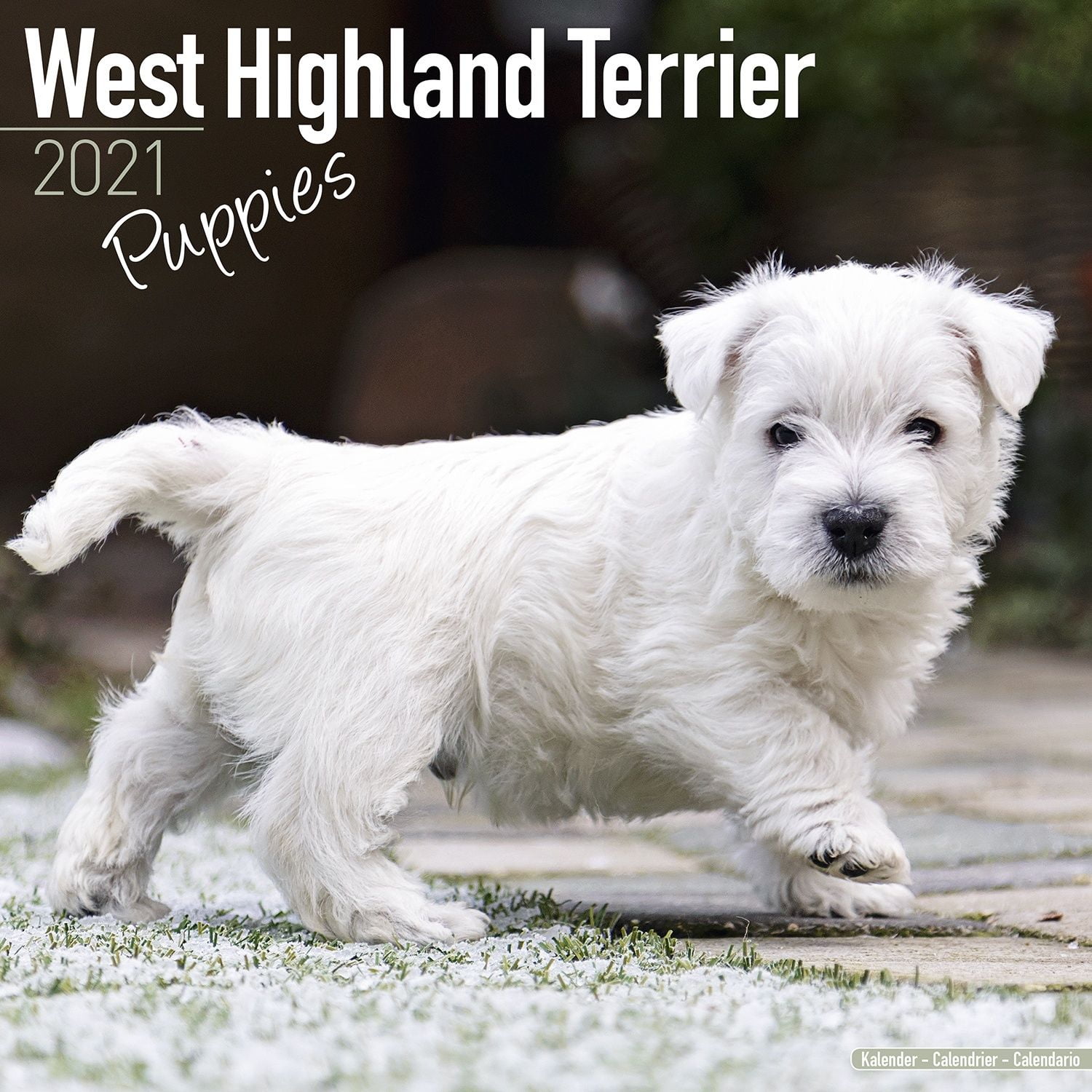 western highland terrier puppies