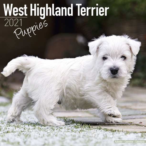 West Highland Terrier Puppies Calendar 21 West Highland Terrier Dog Breed Calendar West Highland Terrier Puppies Premium Wall Calendar 21 Walmart Com Walmart Com