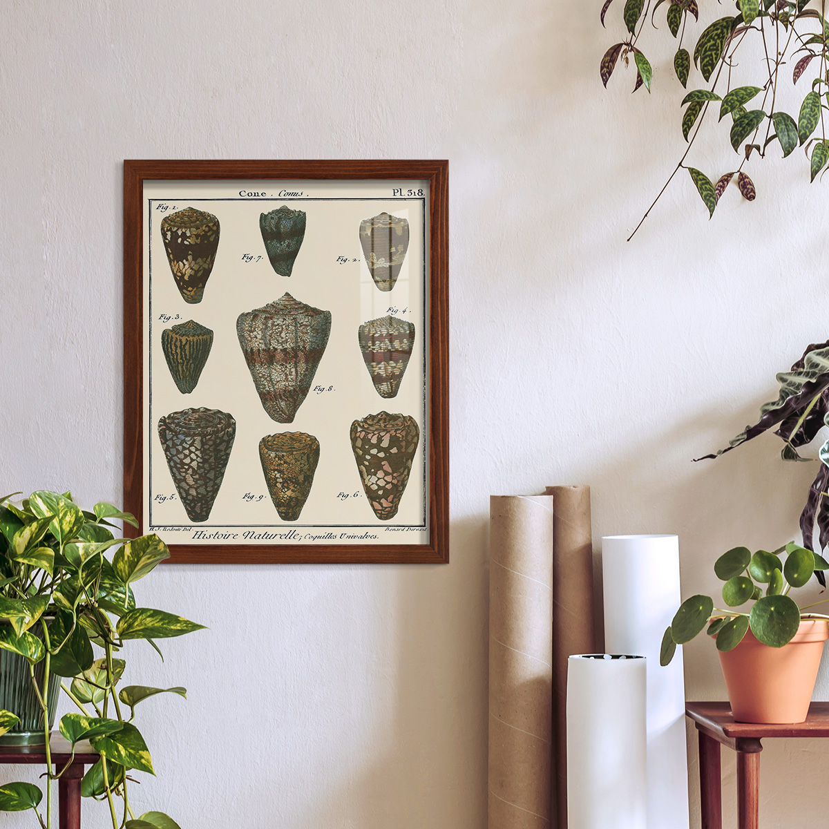 Cone Shell pl. 318 -Framed Print w/glass-Chestnut