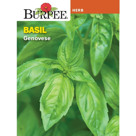 Burpee Genovese Basil, Herb Seed, Annual Lifecycle, Full Sun