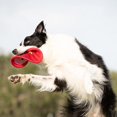 thumbnail image 4 of shiyou-Nylon Flying Disk Dog Toy, Large, Red, 4 of 4