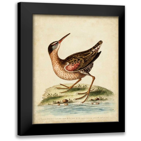 Edwards, George 12x14 Black Modern Framed Museum Art Print Titled - Antique Bird Menagerie IV