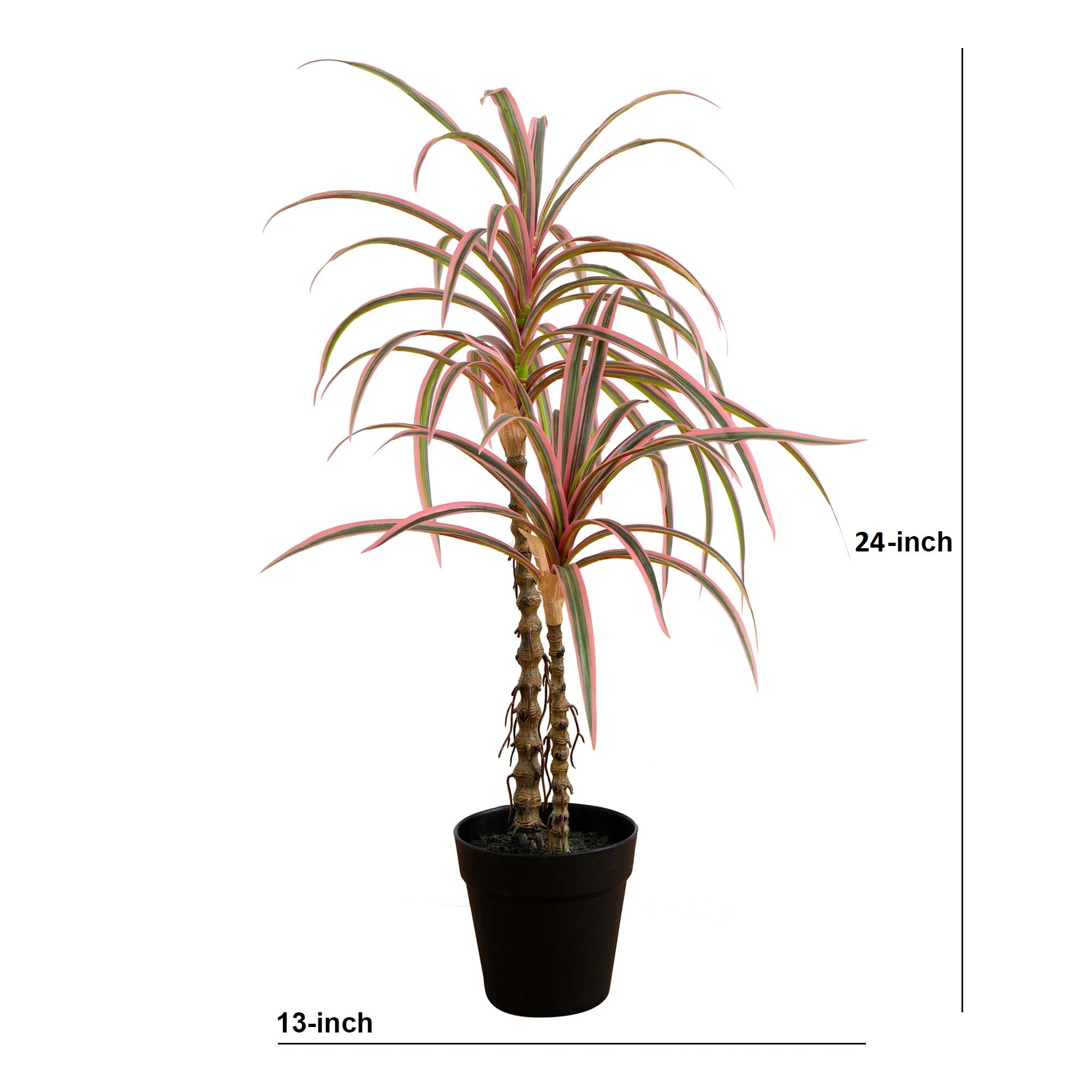 19+ Red Margined Dracena Red Margined Dracaena