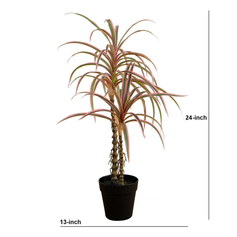 dracena magenta Dracaena 'Magenta' main image 0