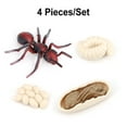 thumbnail image 3 of 1 Ensemble Kit Cycle de Vie de Fourmis Réaliste Exquis Simulation Accessoire Petits Modèles d'Affichage Jouet pour Enfants Insectes pour Maison École, 3 of 9
