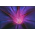 thumbnail image 5 of Morning Glory Grandpa Ott Flower/Annual/Full Sun/200 Seeds 1/4 oz/Zellajake Farm and Garden - B178, 5 of 5