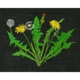 thumbnail image 3 of Wang, Melissa 14x12 Black Modern Framed Museum Art Print Titled - Wild Dandelion I, 3 of 5