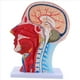 thumbnail image 4 of Modelo de Enseñanza del Plano Medio Sagital de la Cabeza Glándula Parótida Columna Cervical Modelo de Otorrinolaringología de Anatomía de Cabeza y Cuello, 4 of 8