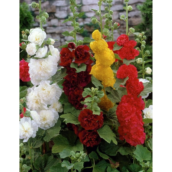 Van Zyverden Hollyhocks Mixed Set of 5 Plant Roots Multi-Color Full Sun