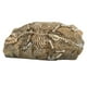 thumbnail image 1 of Acuario dinosaurio fósil decoración reptil resina dinosaurio fósil roca escondite para pecera acuario, 1 of 13