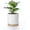 White2, variant on Ceramic Plant Pot with Foots: Planter with Wooden Legs - Large Pots for Indoor Plants - Modern Flower Pot for Home Office Patio Garden Windowsill