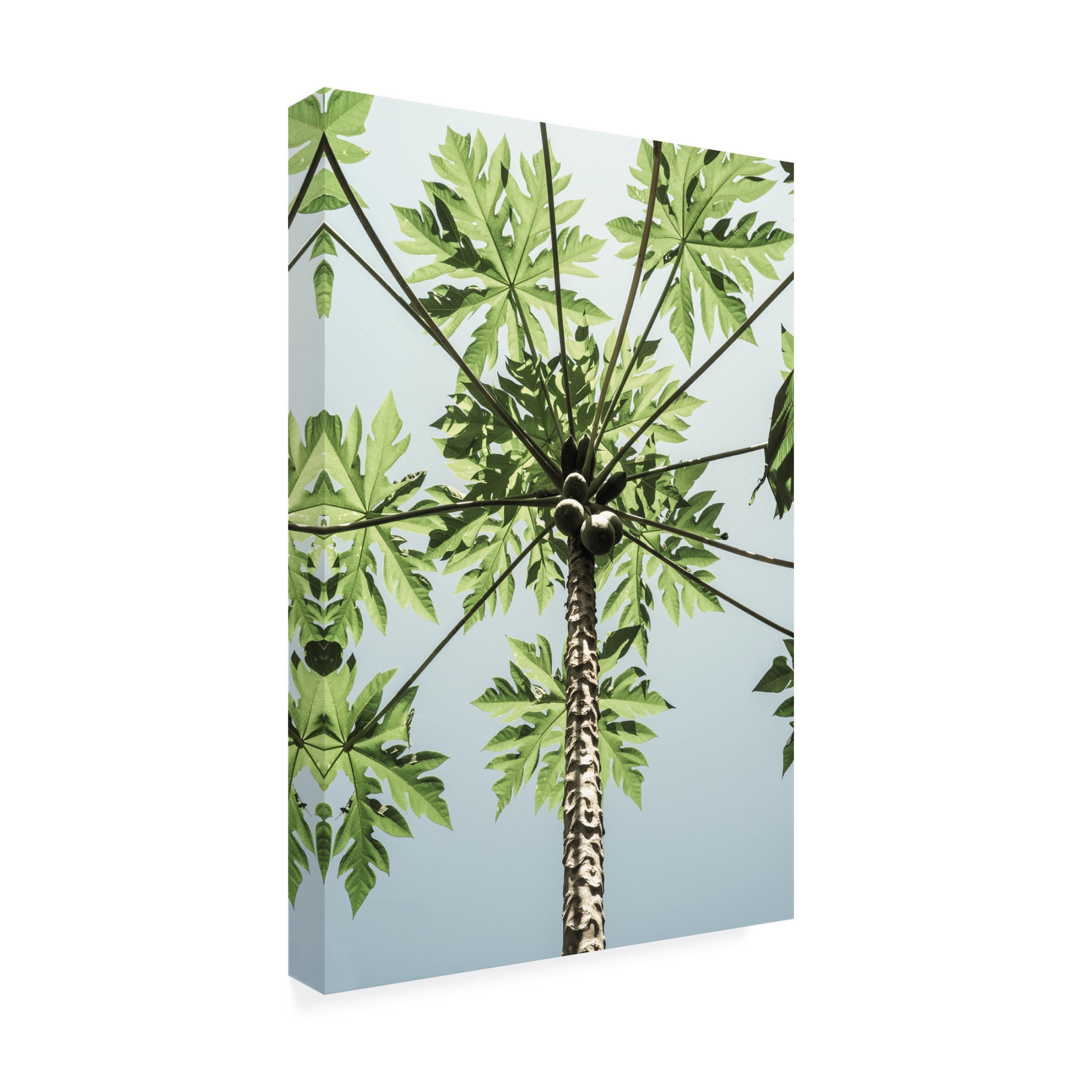 Trademark Fine Art Shot by Clint Paw Paw Canvas Wall Art