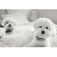 thumbnail image 2 of Millet, Karyn 32x23 Gold Ornate Wood Framed with Double Matting Museum Art Print Titled - Bichons, 2 of 4