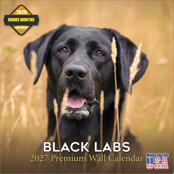 MegaCalendars 2026-2027 Black Labrador Wall Calendar, 12x12 Bonus Month Monthly Planner, Made in USA