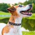 thumbnail image 6 of Leather Dog Collars for Small Medium Dogs with Rivet, Adjustable Studded Cute Dog Collar for Pet Boy Girl Kitten Cats, Bling Spiked Puppy Collars, 6 of 8