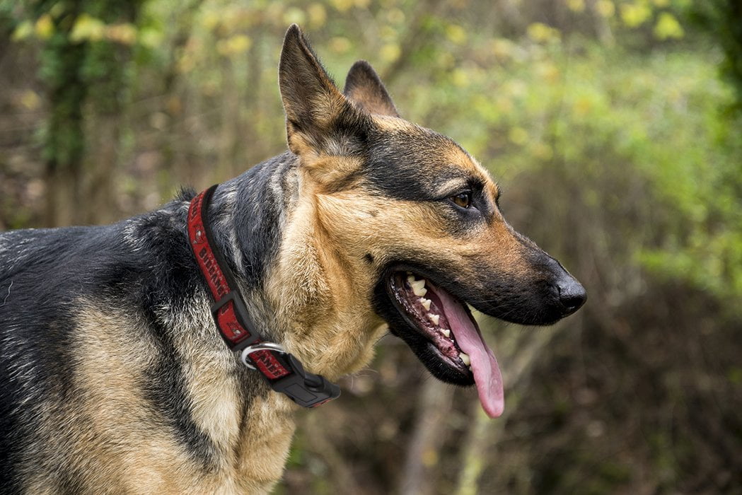 Pets First NFL Tampa Bay Buccaneers Dog Collar - Heavy-Duty, Durable & Adjustable Football Collar for Dogs/ CATS - Large