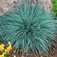 thumbnail image 3 of 1 Gal. Pot, Elijah Blue Fescue Ornamental Grass Potted Perennial Plant - 1 plant per offer, 3 of 4
