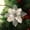Champagne Gold, variant on 4 Inch Glitter Poinsettias Artificial Christmas Flowers for Decor, 6PCS Christmas Tree Ornaments Decor Fake Poinsettias with Stems, Xmas Ornaments for Tree Home Wreath DIY New Year Party-Silver