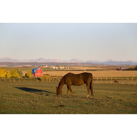 A Brown Horse Grazing In A Field In Autumn With A Red Barn And Mountains In The Background At Sunrise Alberta Canada Canvas Art - Michael Interisano  Design Pics (20 x
