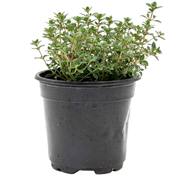 1 Lemon Thyme – Fragrant Evergreen Culinary Herb & Groundcover Shrub for Gardens,  Containers & Pathways – (Thymus × citriodorus) in 4” Pots, Live Plants
