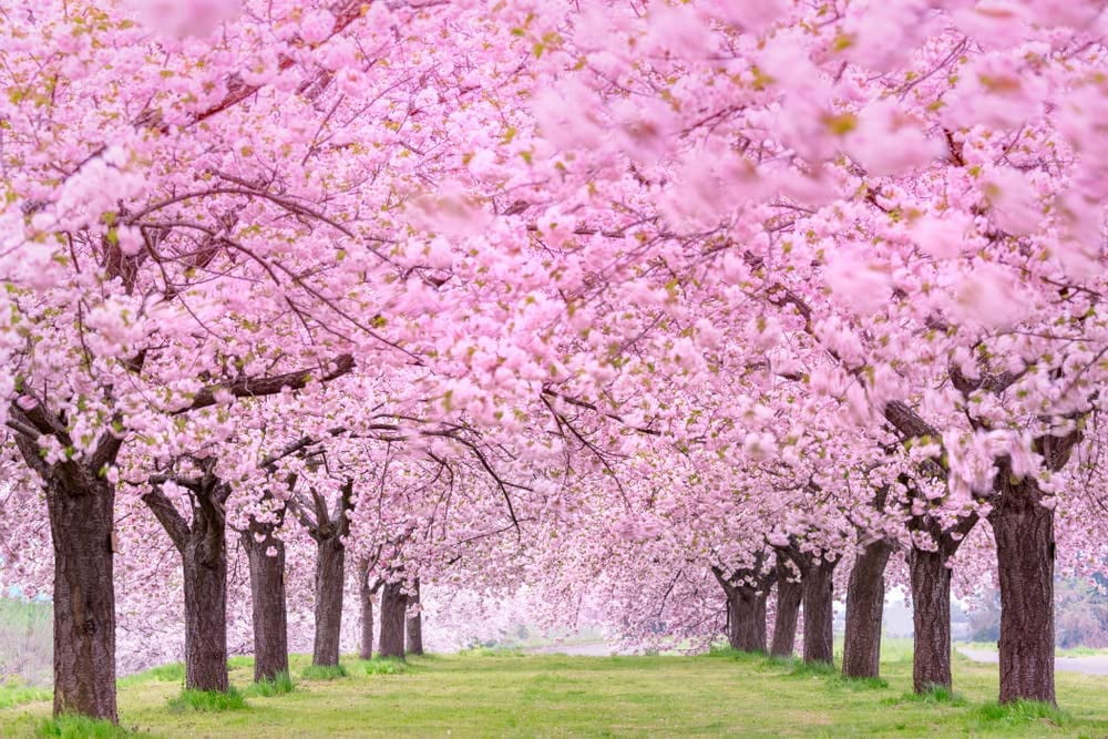 cherry blossom  CZ Grain 25 Japanese Cherry Blossom Tree Seeds, Pink