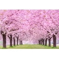 thumbnail image 2 of 25 Japanese Flowering Cherry Blossom Tree Seeds, 2 of 2