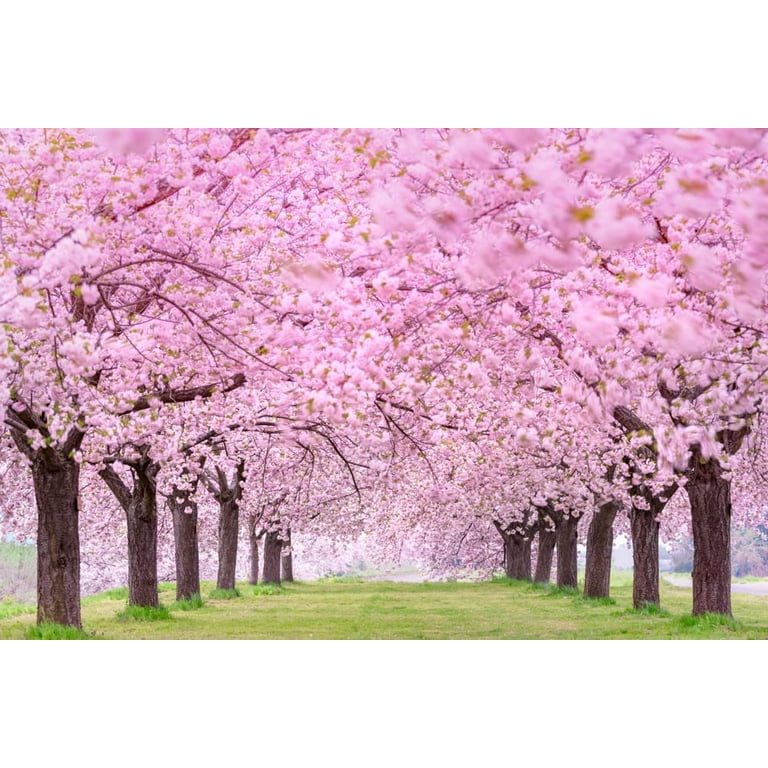 CZ Grain 25 Japanese Cherry Blossom Tree Seeds, Pink